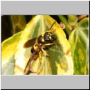 Ancistrocerus nigricornis - Faltenwespe 19b 9mm.jpg